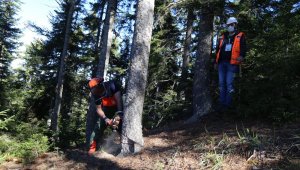 Orman işçilerinin sınavı ormanda olur