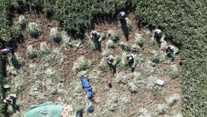 Pırasa verimi ve fiyatı ile çiftçinin yüzünü güldürdü