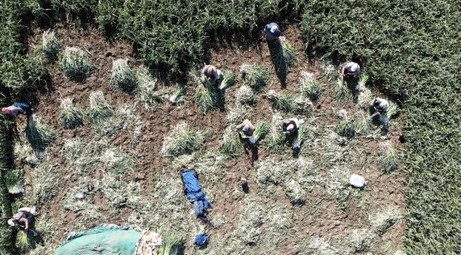 Pırasa verimi ve fiyatı ile çiftçinin yüzünü güldürdü