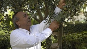 Tariş, zeytinyağına 26 TL fiyat belirledi