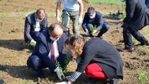 Tıbbi ve aromatik bitkiler toprakla buluştu