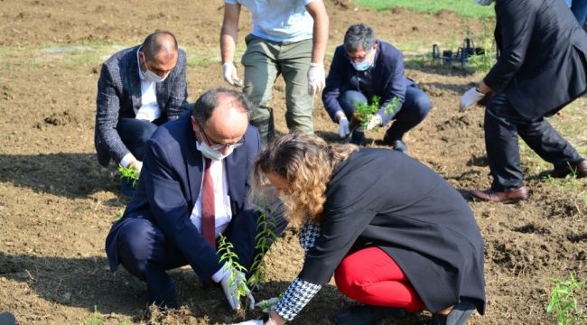 Tıbbi ve aromatik bitkiler toprakla buluştu