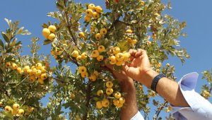 Yabani dağ meyvesi bahçe meyvesi oldu