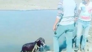 Yavru eşeği bağlayıp göle atan şahıslara para cezası