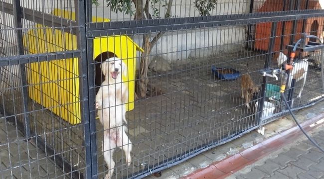 Yazlıkçıların terk ettiği hayvanlara belediye sahip çıktı