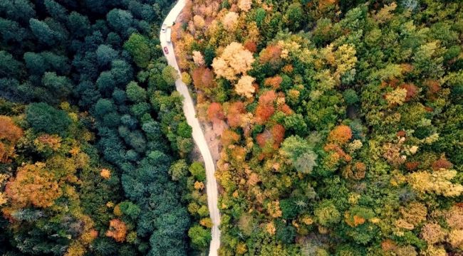 Yok böyle renk cümbüşü: Karşınızda Örümcek Ormanları...