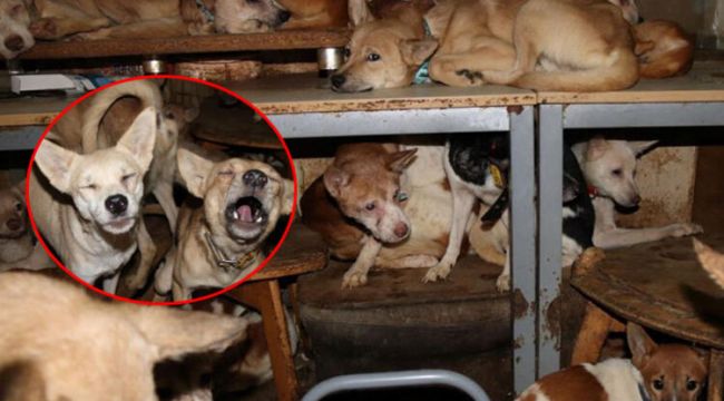30 m2 evde 164 köpekle yaşıyorlar