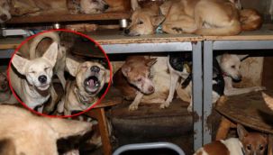 30 m2 evde 164 köpekle yaşıyorlar
