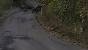 Aç kalan domuz sürüleri köylere inmeye başladı