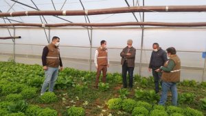 Alaşehir'de seracılık gelişiyor