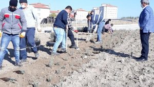 Altıntaş'ta 4 bin adet lavanta dikildi