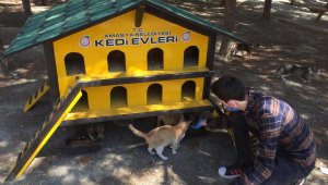 Amasya Belediyesi'nden sokak kedilerine özel kedievi