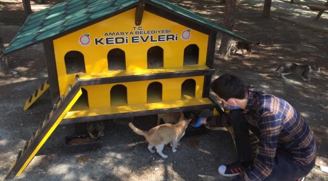 Amasya Belediyesi'nden sokak kedilerine özel kedievi