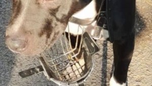 American Terrier cinsi köpeği gezdiren şahsa 9 bin 563 TL para cezası kesildi