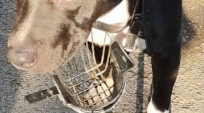 American Terrier cinsi köpeği gezdiren şahsa 9 bin 563 TL para cezası kesildi