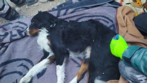 Ares, 65 saat sonra sağ olarak çıkartıldı