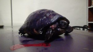 Ayakları yanmış halde bulunan kaplumbağa tedavi edildi