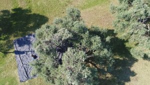 Aydın'da memecik türü zeytinlerde hasat başladı