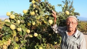 Ayva bol... Kış sert geçecek