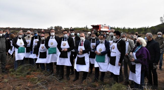 Ayvalık'ta yanan ormanlık alanlar ağaçlandırılıyor