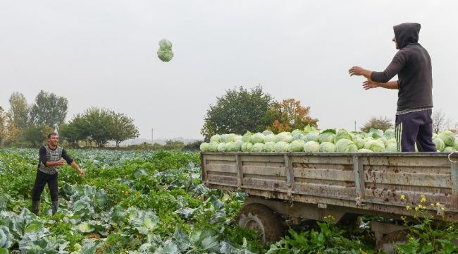 Azerbaycan'da savaşa rağmen hasat devam ediyor