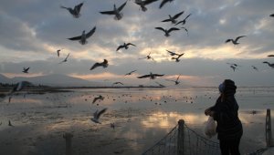 Beyşehir Gölü kuş cennetine döndü