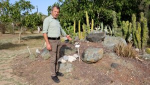 Botanik bahçesindeki kaktüsleri çaldılar