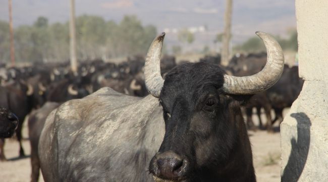 Bu köyde kişi başına iki manda düşüyor