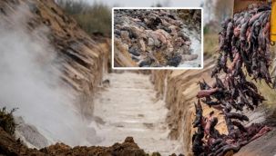 Bu virüs daha bulaşıcı ve daha ölümcül!