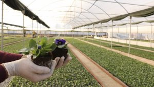 Büyükşehir kendi ürettiği çiçeklerle Aydın'ı renklendiriyor