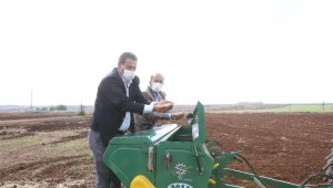 Büyükşehir sertifikalı tohum üretimine devam ediyor