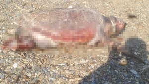 Caratta Caretta boynunda iple sahile vurdu