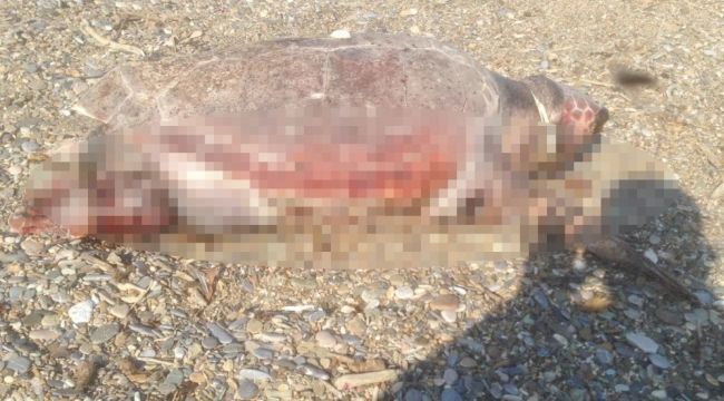 Caratta Caretta boynunda iple sahile vurdu