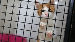 Depremzede kedilere bakım