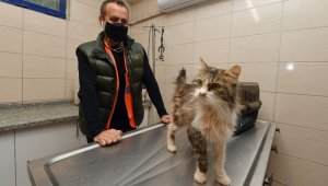 Depremzede kediyi Haluk Levent sahiplendi