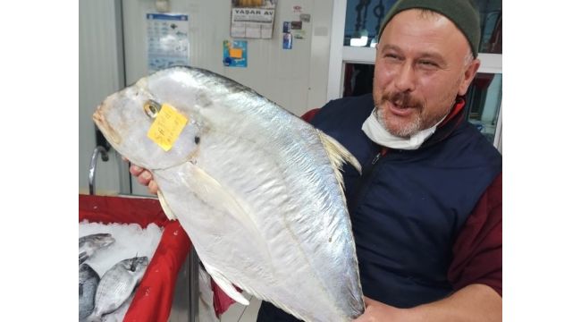 Dev İskender balığı görenleri şaşkına cevirdi