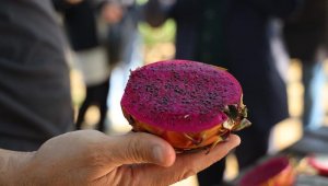 Ejder meyvesi artık Bilecik'te de üretilecek