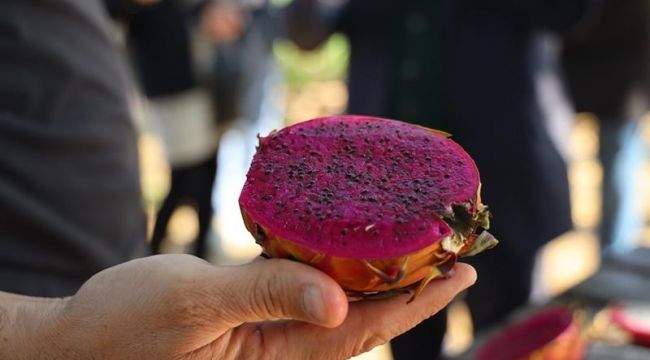 Ejder meyvesi artık Bilecik'te de üretilecek