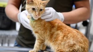 Enkazdan çıkarılan kediler tedavi altına alındı