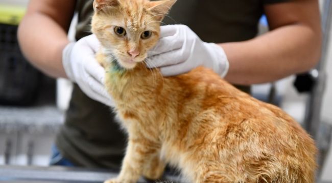 Enkazdan çıkarılan kediler tedavi altına alındı