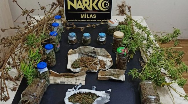 Evden, bahçeden ve traktörden esrar çıktı