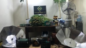 Evini kenevir tarlasına çevirmiş