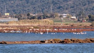 Bu kış çok erken geldiler