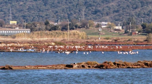 Bu kış çok erken geldiler