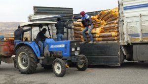 Gercüş'te çiftçilere kırmızı mercimek tohumu dağıtıldı