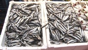 Hamsinin kilosu 25 liraya düştü