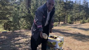 Her yerde onu arıyorlar: Kilosu 100 TL