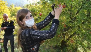 İstanbullu gençler Sarıcakaya da nar hasadı yaptı