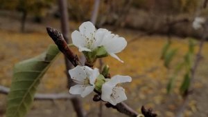 Kasım ayında kiraz çiçek açtı