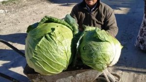 Keçi gübresiyle yetiştirilen devasa karpuz ve lahanalar şaşırttı